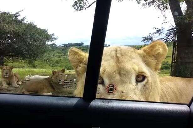 Turistas em safari entram em desespero após leão abrir porta de carro em que estavam