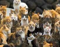 Ilha no Japão chama atenção por possuir seis vezes mais gatos que humanos