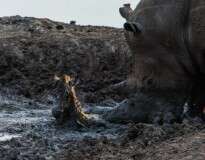 Imagens incríveis mostram momento em que rinoceronte salva zebra dentro de poço de lama