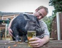Mini-porca é proibida de frequentar bar após ficar bêbada no local e começar dar cabeçadas nos clientes
