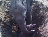 Elefante bebê cai em poço e mãe desesperada passa 11 horas tentando retirá-lo do buraco
