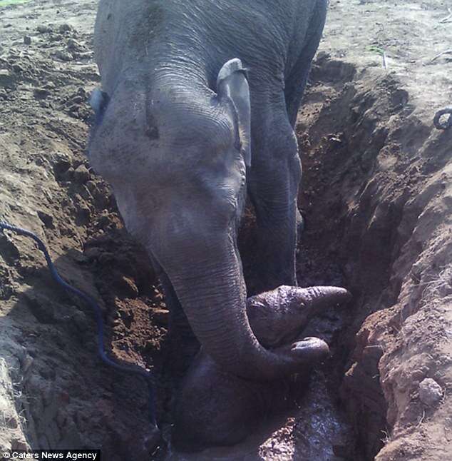Elefante bebê cai em poço e mãe desesperada tenta retirá-lo do buraco