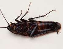 Programa de TV no Peru causa polêmica ao fazer adolescente comer baratas para ganhar viagem de férias