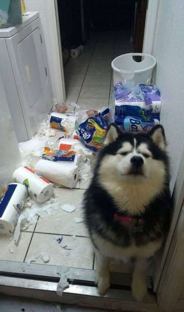 Cãozinho se entrega após bagunçar lavanderia de casa