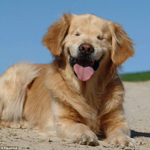 Cão que nasceu sem olhos e esteve à beira de ser sacrificado se torna fonte de inspiração