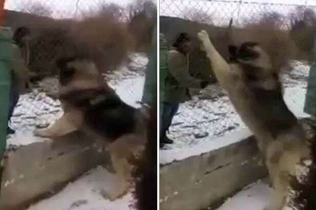 Vídeo de suposto maior cão do mundo bomba na web