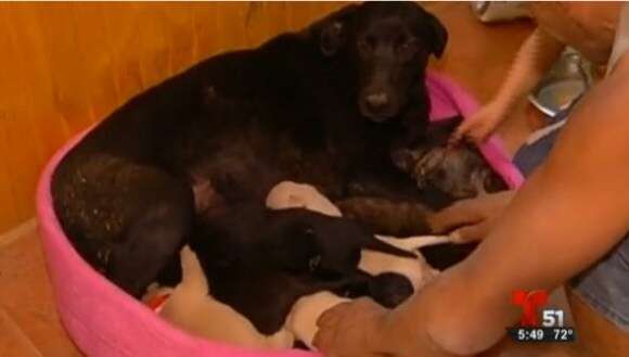 Cadela enterra nove filhotes vivos para salva-los de incêndio