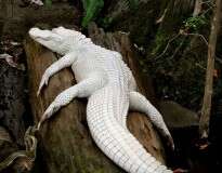 Os mais incríveis animais albinos do mundo