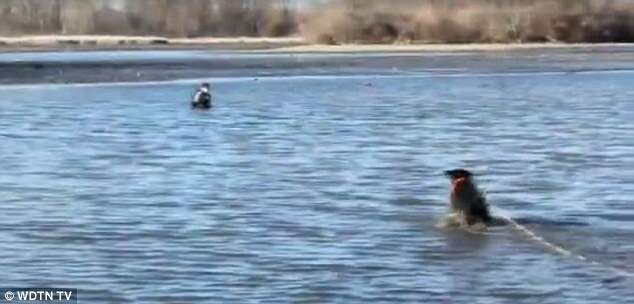 Cão salva proprietário da morte ao nadar em lago quase congelado para entrega-lo corda