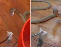 Vídeo de homem alimentando cobra mortal sem nenhum equipamento de proteção se torna viral na internet