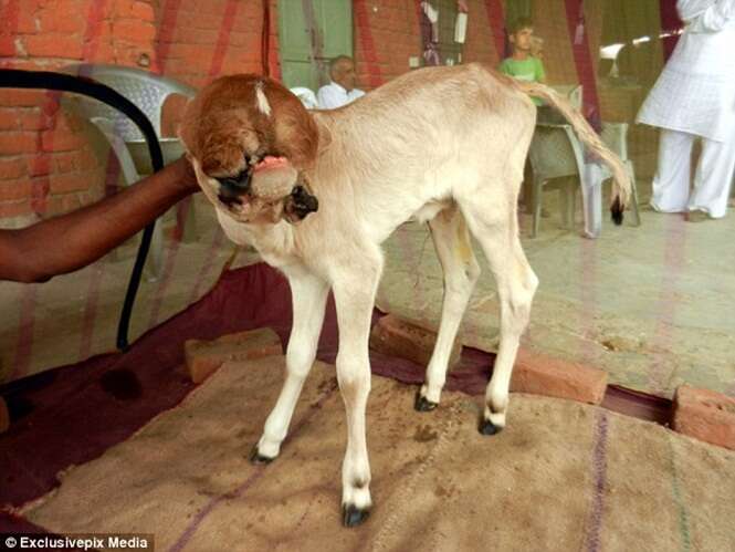Vaca indiana dá à luz bezerro de cinco bocas