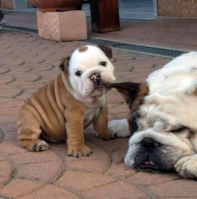 Lindos buldogues que vão derreter seu coração