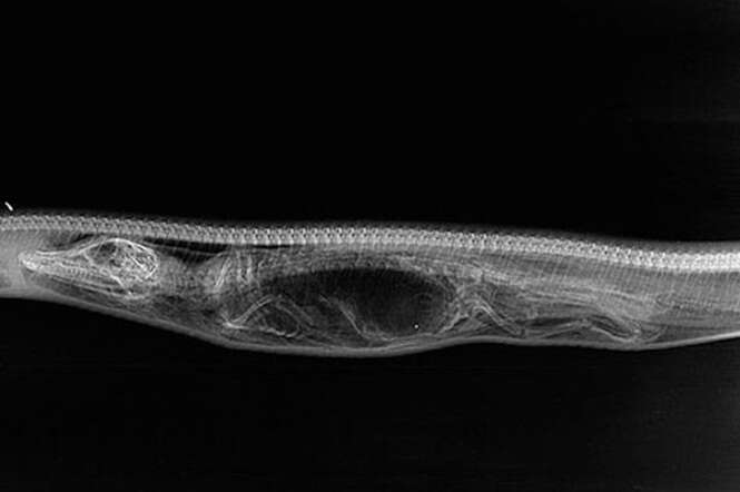 Imagens incríveis em raio-X mostram o processo de digestão de uma cobra píton