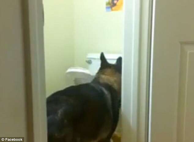 Cão se torna sensação na internet após usar banheiro como humano e baixar tampa do vaso