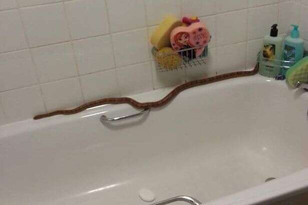 Criança encontra cobra gigante no banheiro de casa