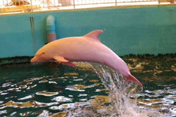 Golfinho que fica rosa quando está com raiva atrai turistas no Japão