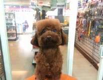 Nova tendência em Taiwan: cachorros com cabeças quadradas ou redondas