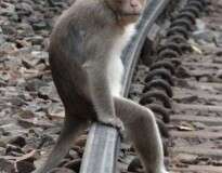 Maquinistas de trem são atacados por macaco que busca vingança pela morte de seu irmão