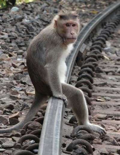 Maquinistas de trem são atacados por macaco