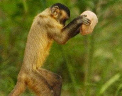 macaco atirar tijolo em cabeça de adolescente, que faleceu após o incidente