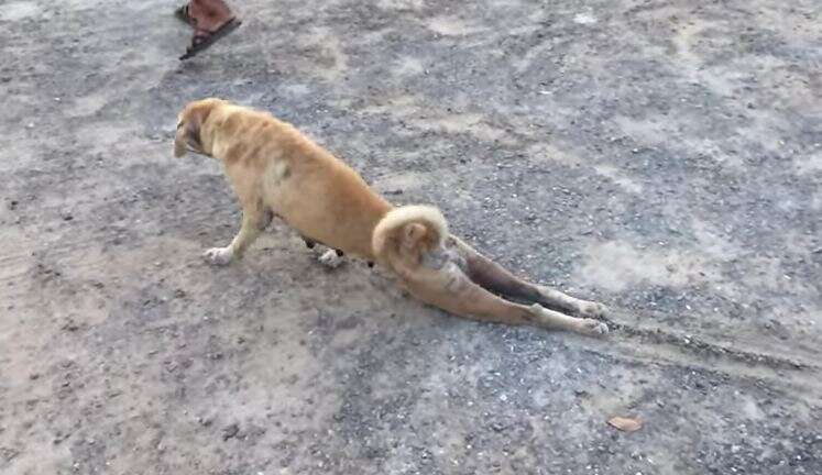 Cão se finge de ferido para conseguir comida e vídeo se torna viral