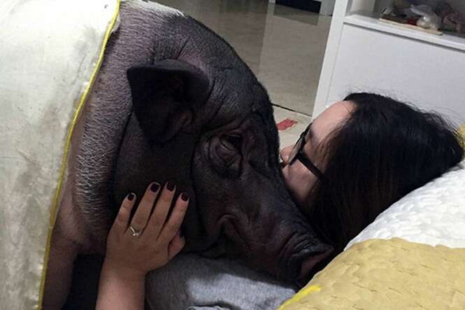 Mulher se torna sensação na internet após imagem dela dormindo com seu porco