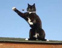 Tom e Jerry da vida real: imagens incríveis flagram gato brincando com rato em cima de telhado na Inglaterra