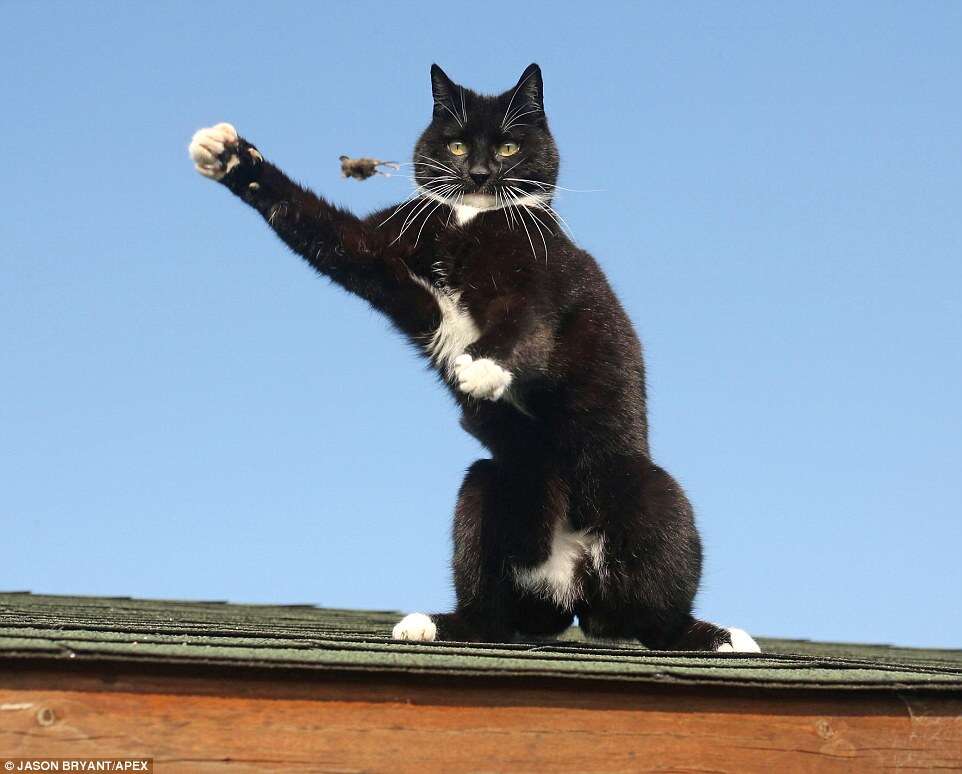 Imagens incríveis flagram gato brincando com rato em cima de telhado na Inglaterra