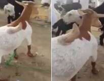 Vídeo se torna viral ao flagrar cabra com chifre nas costas