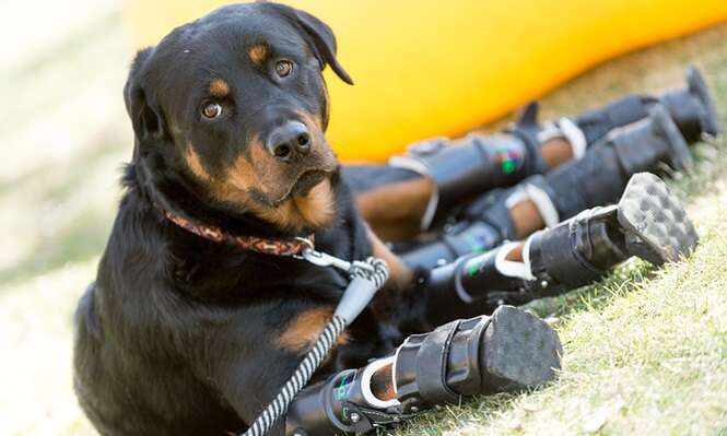 Cão que perdeu as quatro patas emociona internautas ao mostrar seu poder de superação