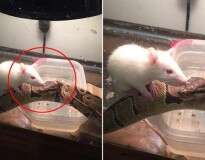 Mulher compra rato para alimentar cobra de estimação e animais se tornam melhores amigos