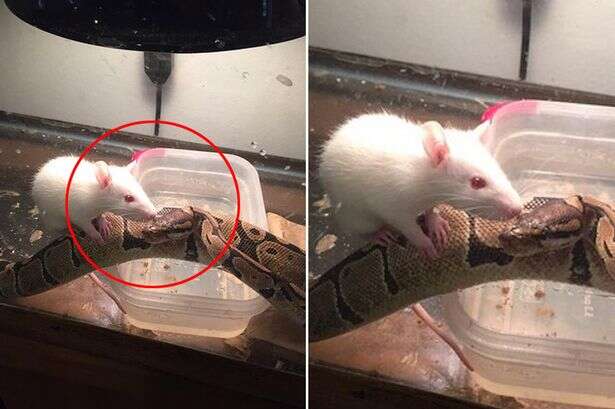 Mulher compra rato para alimentar cobra de estimação e animais se tornam melhores amigos