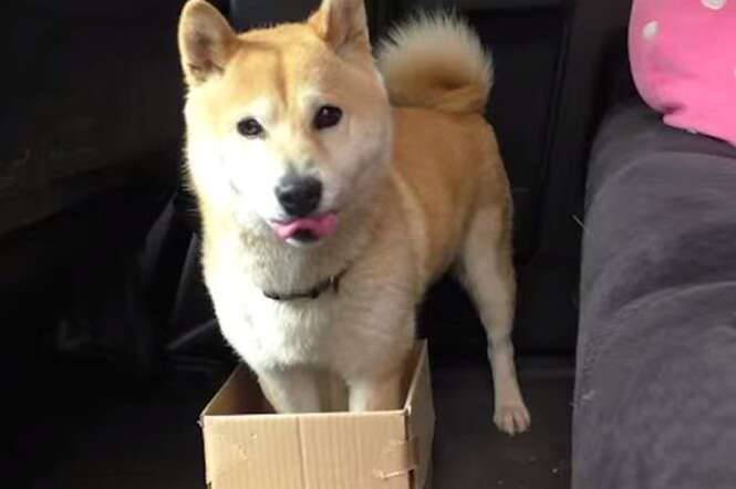 Dono engana cão mudando tamanho da caixa de papelão e vídeo se torna viral