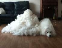 26 fotos após a tosa de animais que eram extremamente peludos