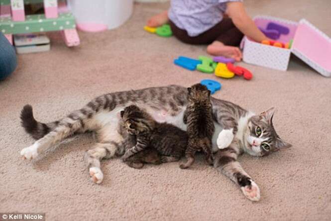 Gata que entrou em depressão após morte de seus filhotes adota três novos gatinhos