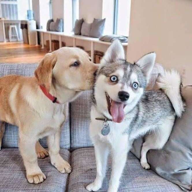 Beijo de cão