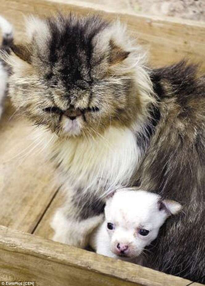 Proprietária fica chocada após sua gata dar à luz um cão