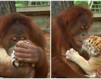Orangotango se torna sensação após ser flagrado amamentando e cuidando de filhotes de tigre