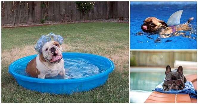 Cães que só querem relaxar à beira da piscina