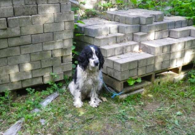 Cadela cega é deixada para morrer após ser abandonada amarrada