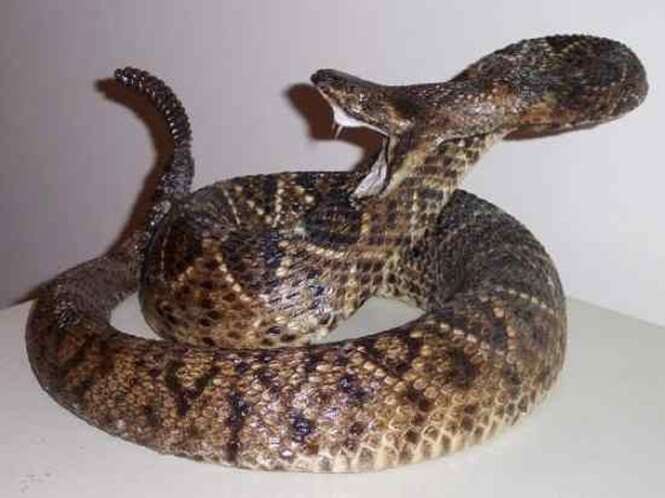 Cobras venenosas mais perigosas do mundo