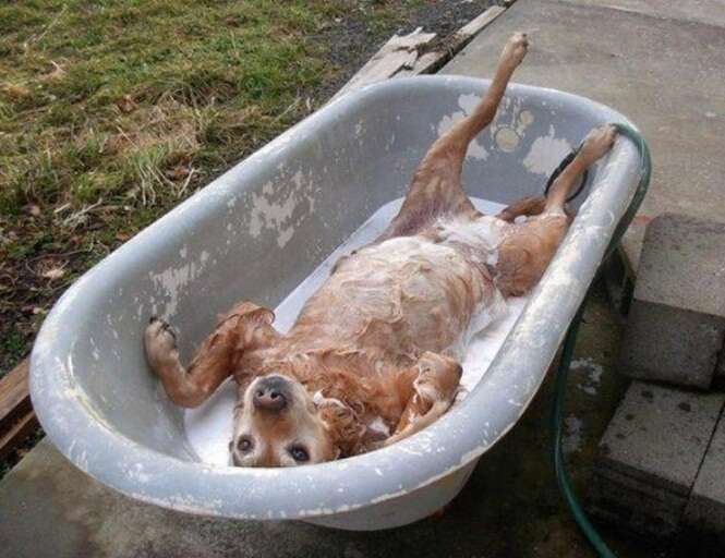 Cães engraçados que adoram (e odeiam) tomar banho