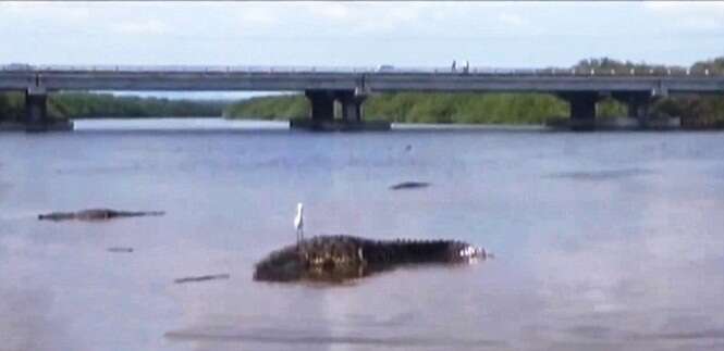 Menino de sete anos é comido vivo por crocodilo