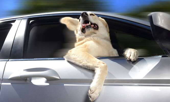 Os cães mais felizes por passearem de carro