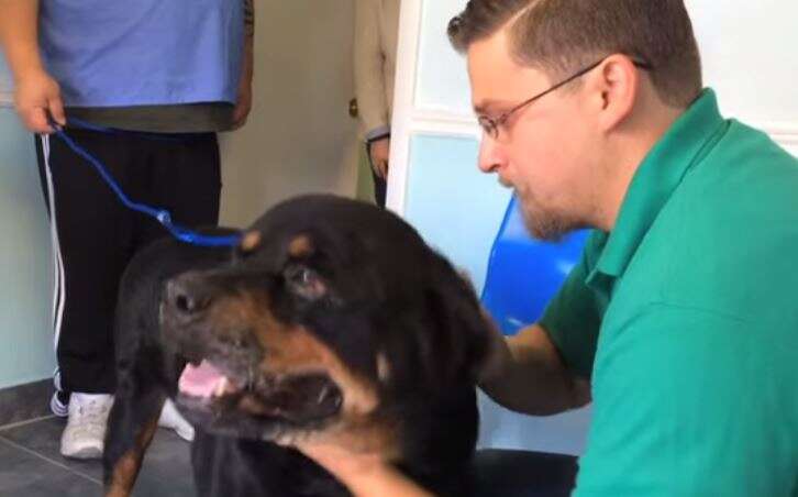 Vídeo mostra momento comovente em que cão reencontra seu dono após 8 anos desaparecido