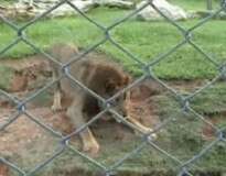 Vídeo mostra reação incrível de leão ao ser libertado depois de 13 anos dentro de jaula