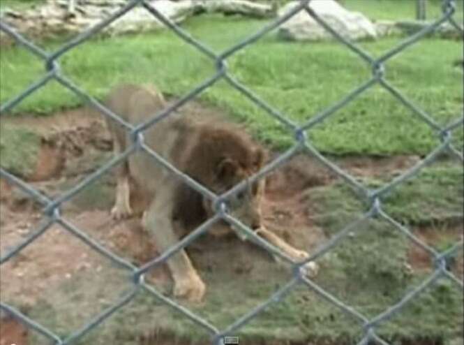 Vídeo mostra reação incrível de leão ao ser libertado