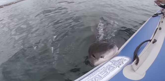 Vídeo registra momento assustador em que tubarão branco ataca, morde e começa a afundar barco inflável 