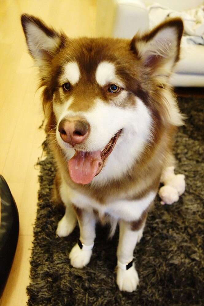 Husky wears two Apple Watches