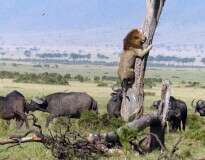 Leão é flagrado subindo em árvore para escapar de manada de búfalos